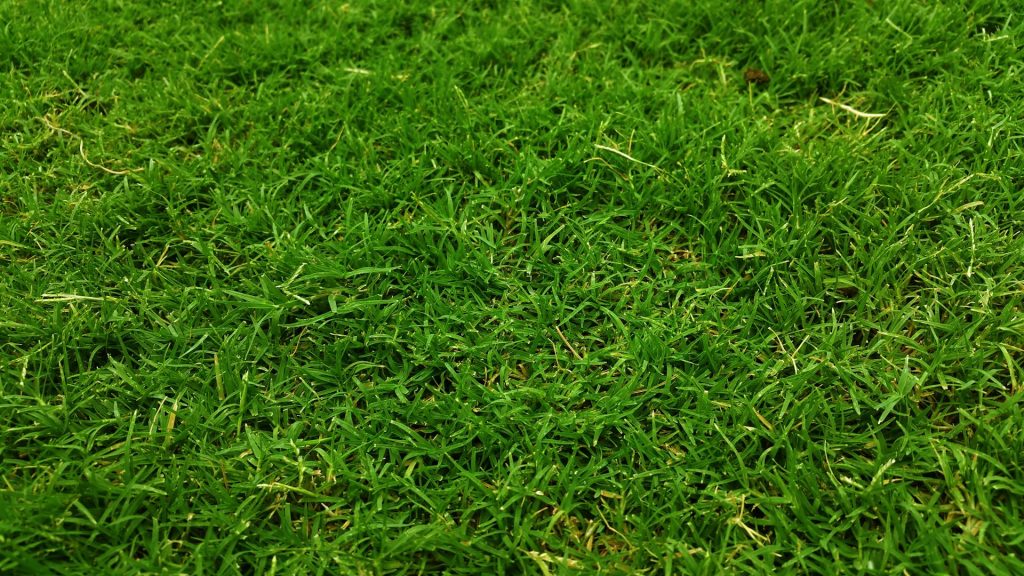 Gras