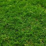 Gras