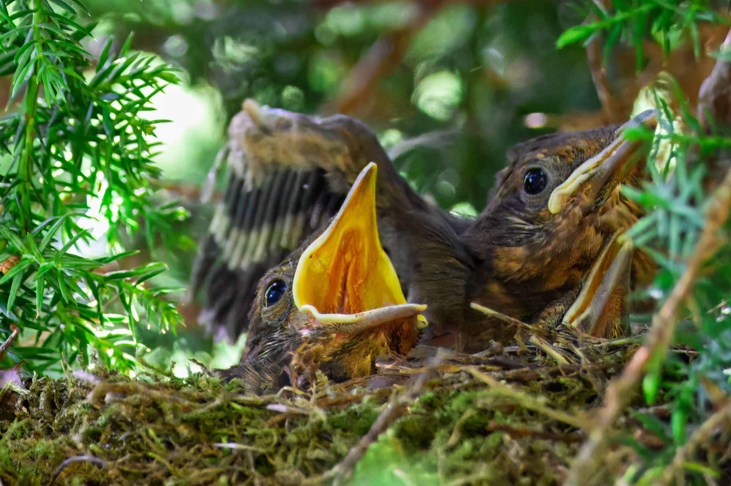 Junge Vögel mit offenen Schnäbeln im Nest in einer Hecke