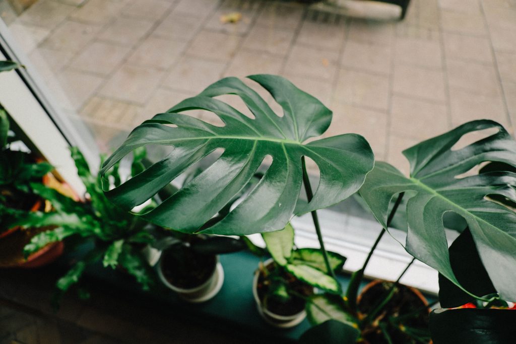 Monstera mit großen Blättern auf der Fensterbank im hellen Zimmer