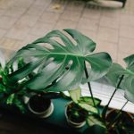 Monstera mit großen Blättern auf der Fensterbank im hellen Zimmer