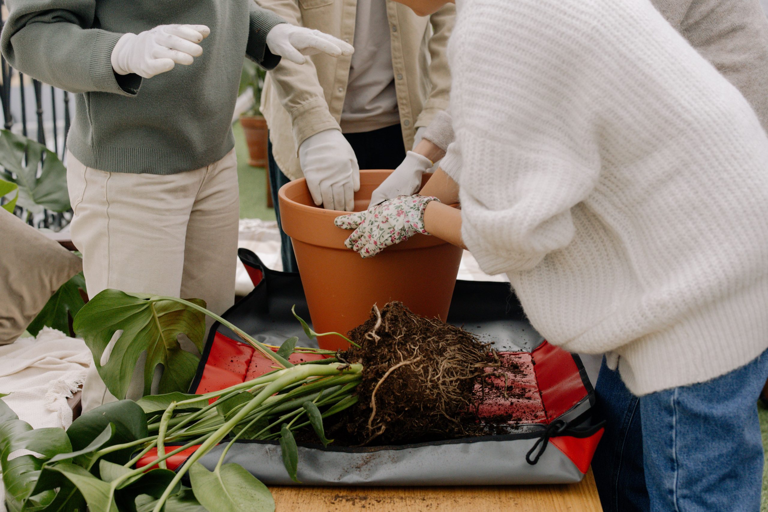 Zwei Menschen topfen eine Monstera mit freigelegten Wurzeln um
