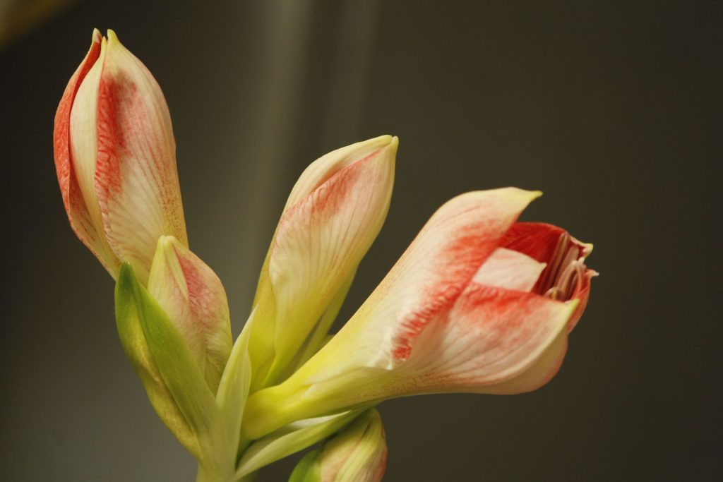 Amaryllis pflanzen