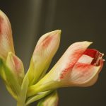 Amaryllis pflanzen
