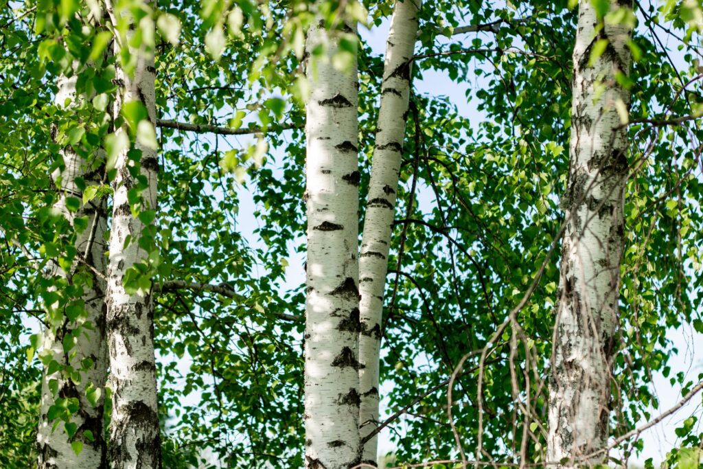 Birken bei der Gartengestaltung