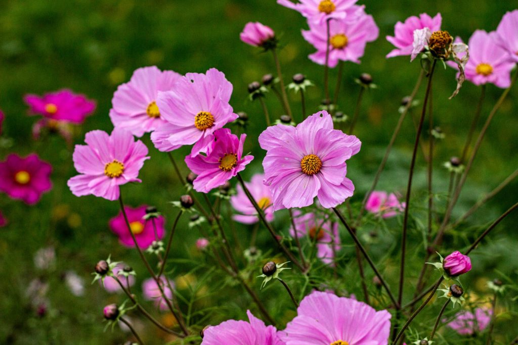 Garten pflanzen