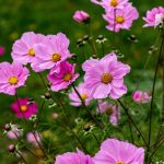Garten pflanzen