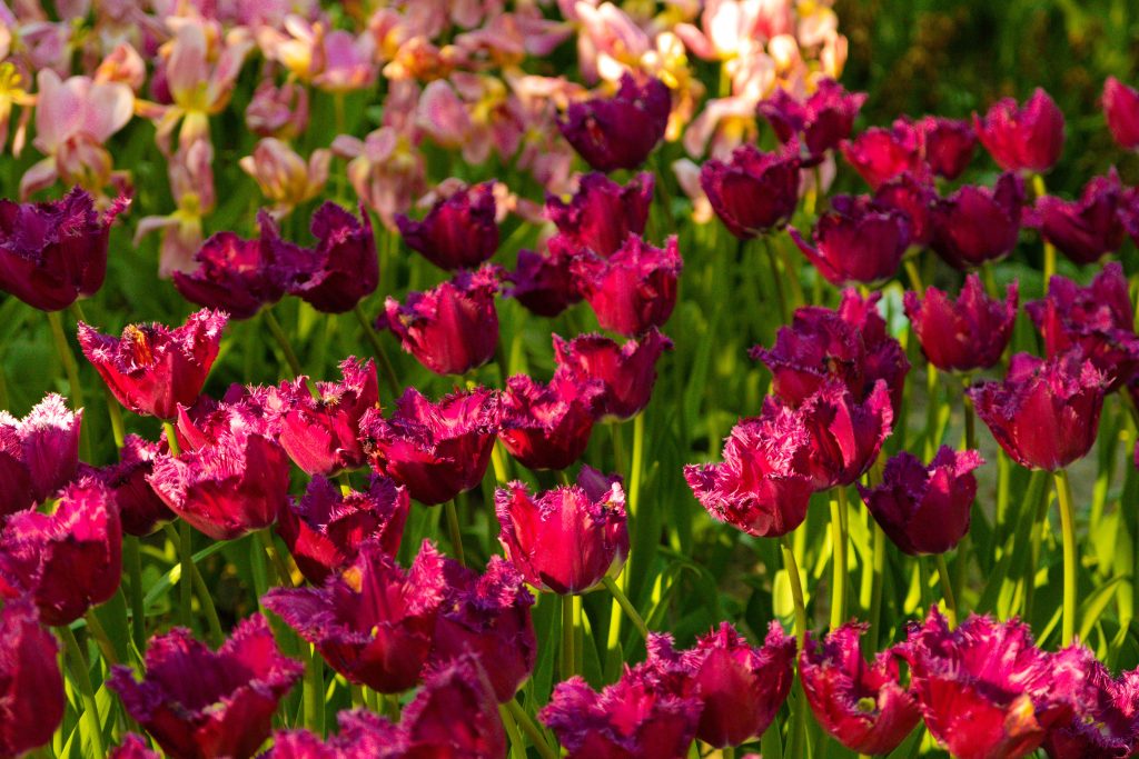 Rosa Tulpen in voller Blüte in einem Frühlingsgarten