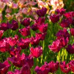 Rosa Tulpen in voller Blüte in einem Frühlingsgarten