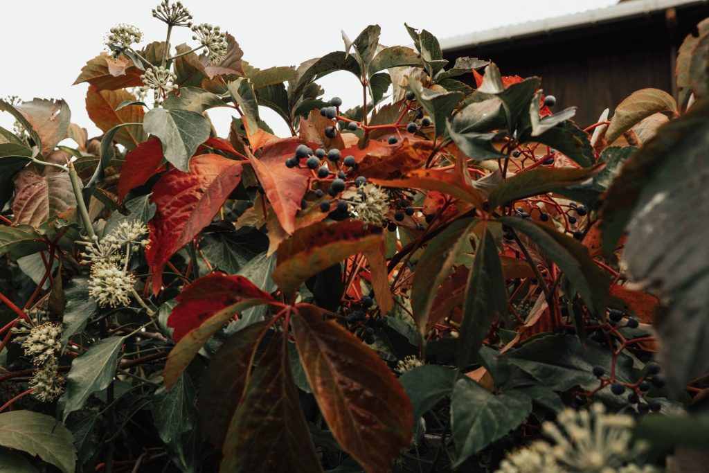 Den Garten herbstfit machen