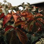 Den Garten herbstfit machen